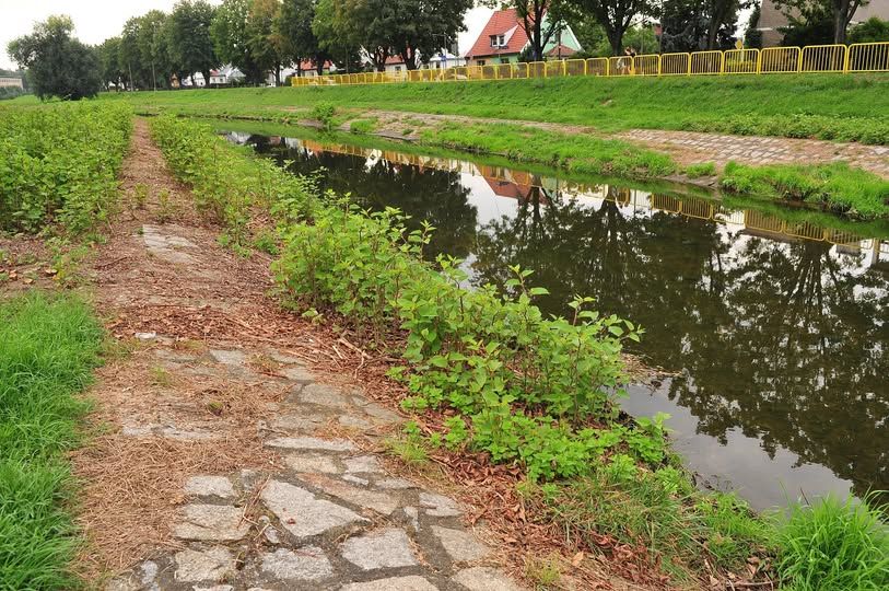 Świdnica: Uporządkują brzegi Bystrzycy