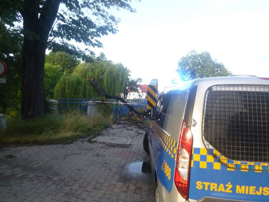 Świdnica: Wybrane spośród wielu