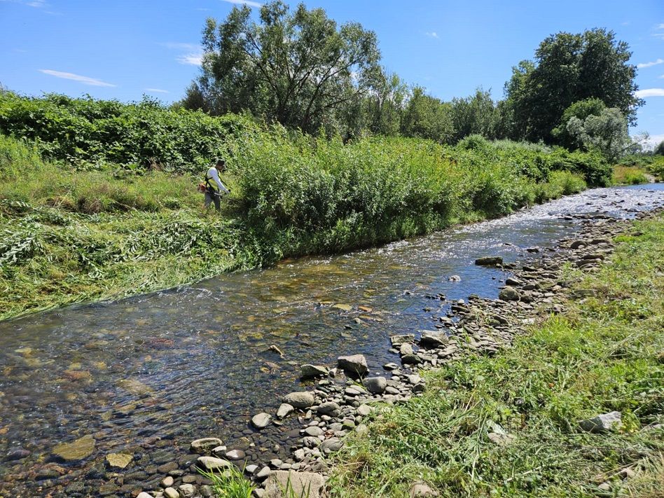 Świdnica: Prace porządkowe nad Bystrzycą
