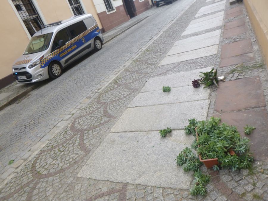 Świdnica: Sporo interwencji dotyczących zwierząt