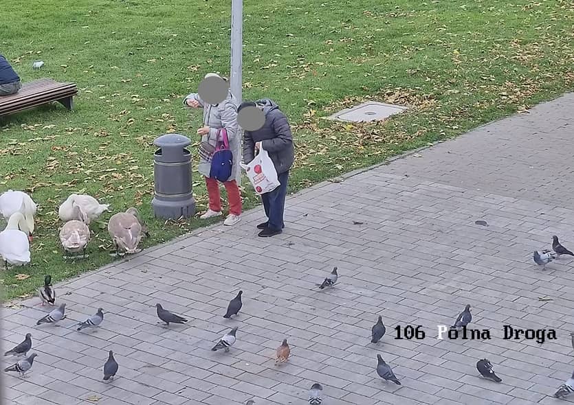 Świdnica/powiat świdnicki: Chleb szkodzi ptakom