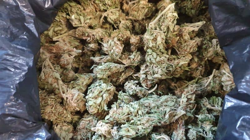 Świdnica/powiat świdnicki: Trwa walka z narkotykami