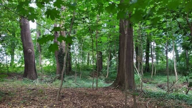 Gmina Marcinowice: Na renowację parków