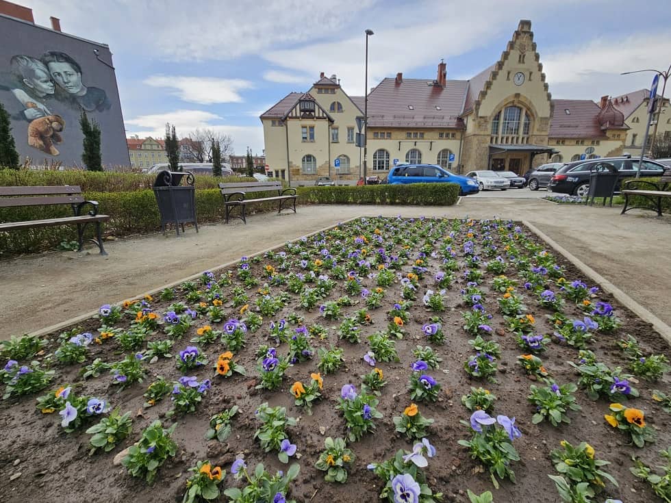 Świdnica: Pierwsze wiosenne kwiaty w Świdnicy