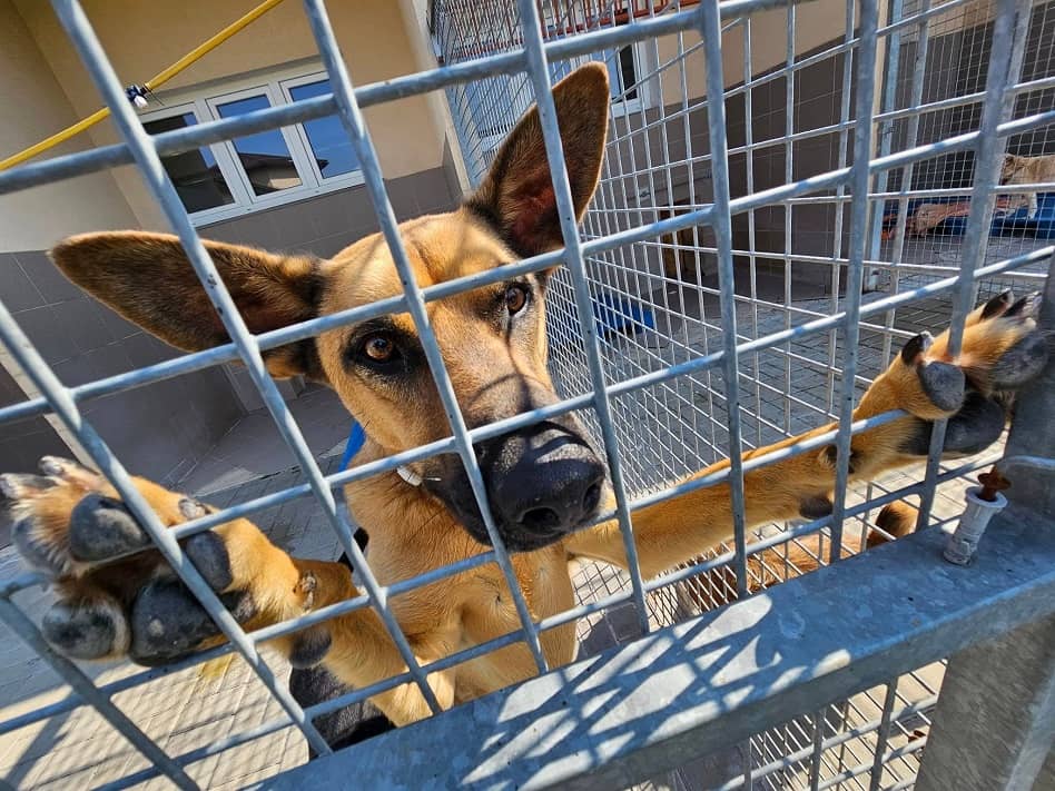 Świdnica: Świdnica przyjęła program opieki nad zwierzętami